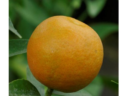 Mandarinka ´SPINOSO´