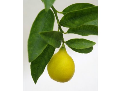 limequat eustis 20170124 1569404207