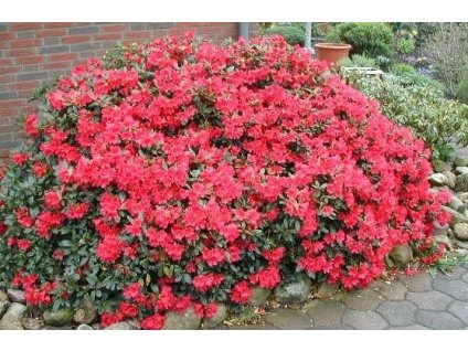 Rhododendron BADEN BADEN K0,5