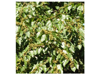 Dužistopka sladká, 40-60 cm, K9