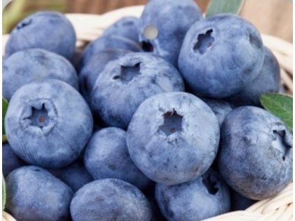 Borůvka kanadská DARROW®