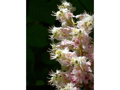 Aesculus indica