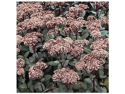 Rozchodník MATRONA K2