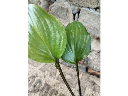 Hosta GOOSBERRY SUNDAE