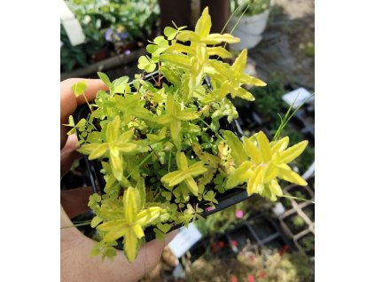 Rozrazil rozprostřený AZTEC GOLD