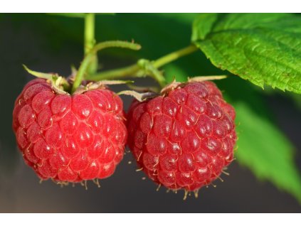 raspberries 3454504 1280