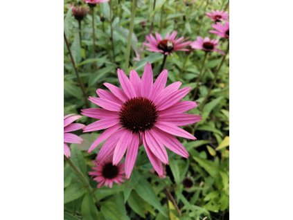 Třapatka PRAIRIE SPLENDOR COMPACT DARK ROSE