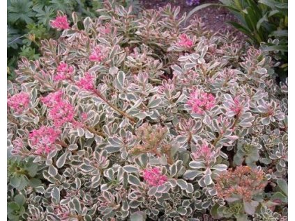 Rozchodník pochybný TRICOLOR