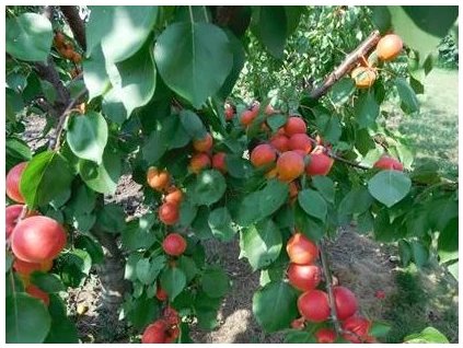 Meruňka FARBUZ® - St. Jul.