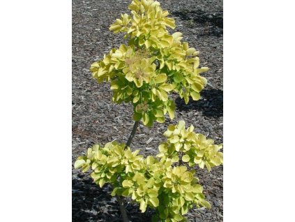 Ruj vlasatá ´Golden Lady´