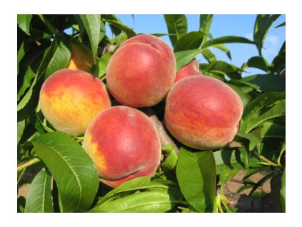 Broskvoň FAVORITA MORETINI - BSM