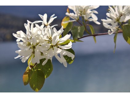 musekaw spring 7192157 1280