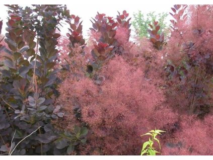 Ruj vlasatá ´Royal  Purple´