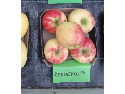 Jabloň KARNEVAL® - M9
