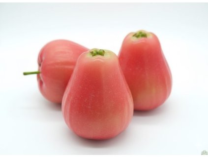 Jabloň ČESKÁ POCHOUTKA - M26