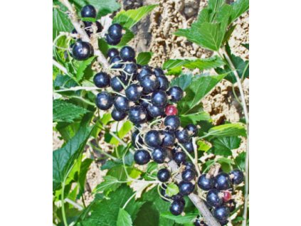 Rybíz černý BEN LOMOND - stromkový