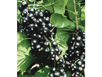 Rybíz černý ÖJEBYN - stromkový