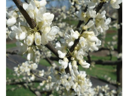 Zmarlika kanadská ´ROYAL WHITE´ (100-125cm, K4)