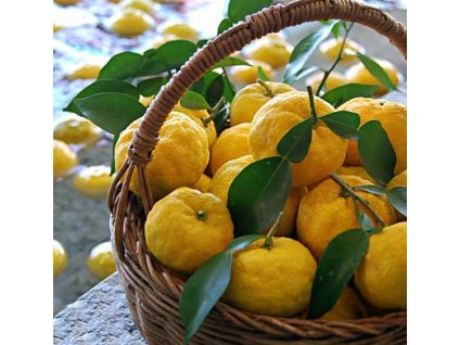 Citrus unshiu x YUZU