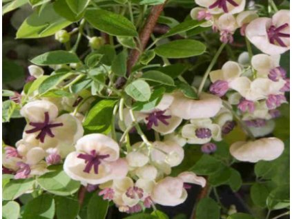 Akébie pětičetná CREAM FORM