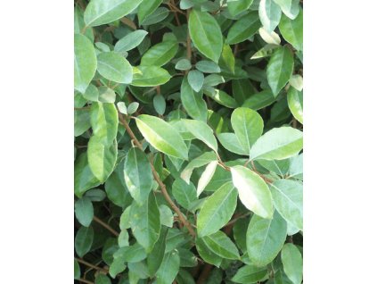 Hlošina Ebbingeova COMPACTA (20-30cm, K3)