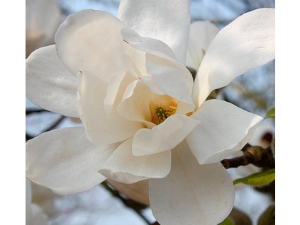 Magnolie- Šácholan DOUBLE DIAMOND®