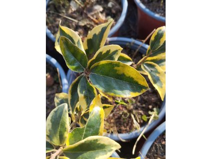 Hlošina Ebbingeova GILT EDGE