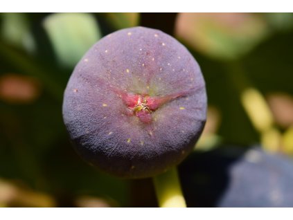 Fíkovník smokvoň VIOLETTE NORMANDE