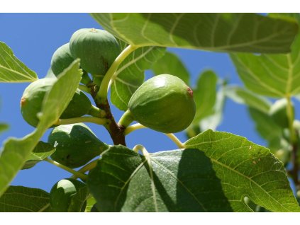 Fíkovník smokvoň JANNOT