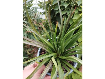 Mangave BAD HAIR DAY