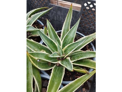 Mangave NAVAJO PRINCESS