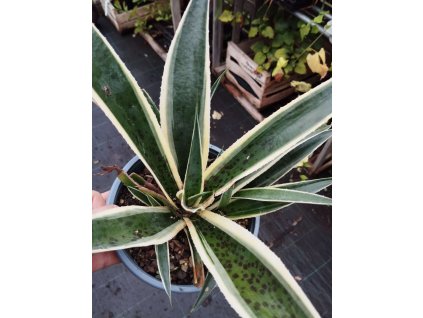 Mangave SNOW LEOPARD