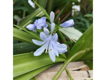 Kalokvět - Agapanthus QUEEN ANNE