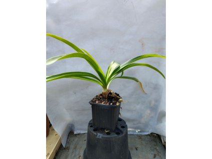 Kalokvět - Agapanthus ENIGMA