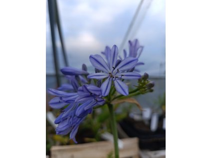 Kalokvět - Agapanthus CHARLOTTE