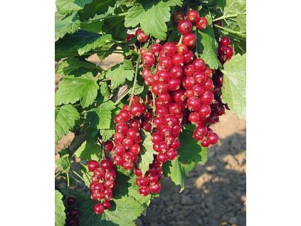 Rybíz červený VITAN - keř