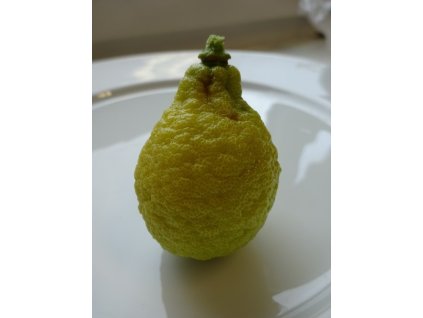 Citrus (YUZU) x junos (Fr.)