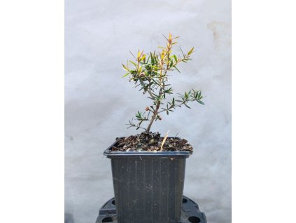 Balmín APPLE BLOSSOM