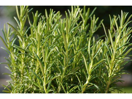 samsevents herbs 5117039 1280
