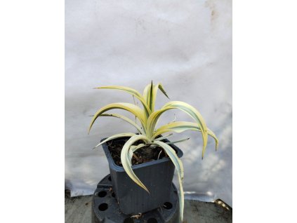 Juka - Yucca gloriosa CITRUS TWIST®