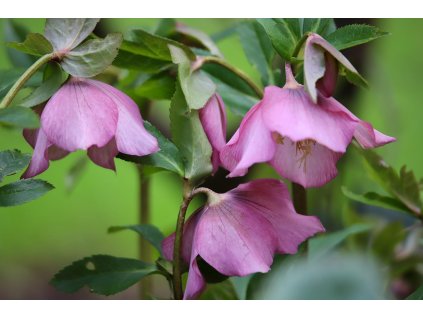 hellebore 8632621 1280