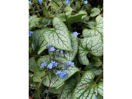Pomněnkovec SILVER SPEAR
