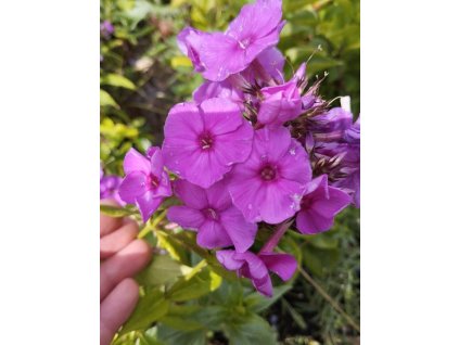 Plamenka latnatá PURPLE PARADISE