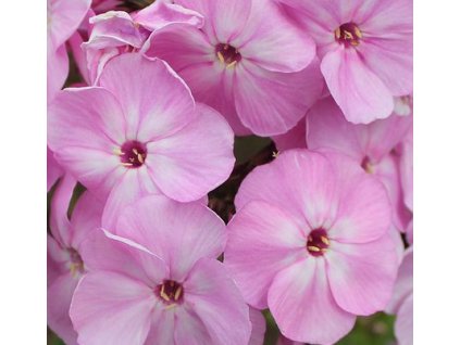 Plamenka latnatá PICASSO