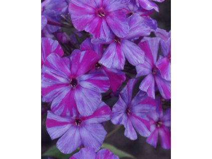 Plamenka latnatá AUTUMN JOY