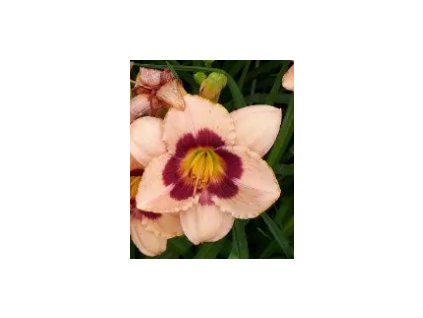 Denivka WINEBERRY CANDY @