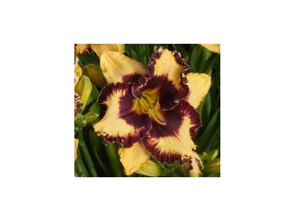 Denivka OPEN MY EYES