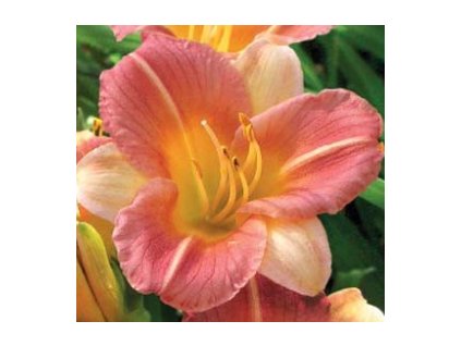 Denivka LONGFIELDS BUTTERFLY @