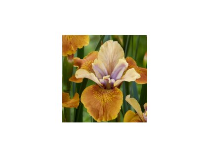 Kosatec sibiřský COLONEL MUSTARD