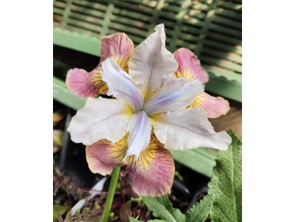 Kosatec sibiřský SUGAR RUSH